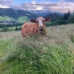 Sweet * Buchenbach (Breisgau-Hochschwarzwald)