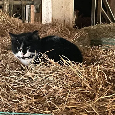 Sweet Buchenbach (Breisgau-Hochschwarzwald)