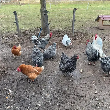 Sweet * Buchenbach (Breisgau-Hochschwarzwald)